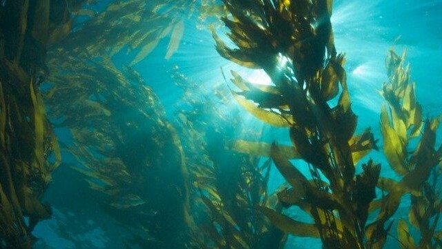 Rainforests of the Sea: Why Kelp Could Help Save the Planet