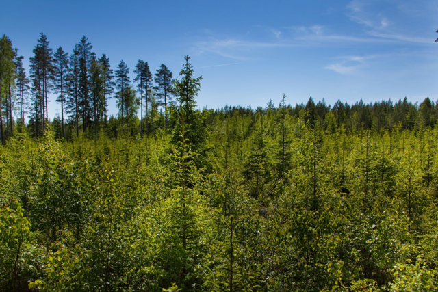 How forests can adapt to climate change and remain long-term carbon sinks